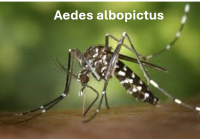 &#129439; Chikungunya : protégeons nos salariés !