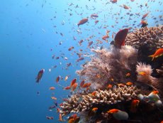L'OFB lance la seconde édition de l'appel à projets Biodiv'Eco : direction l'Océan Indien